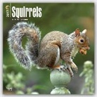 Inc Browntrout Publishers, Not Available (NA) - Squirrels 2017 Calendar