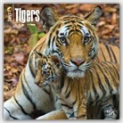 Inc Browntrout Publishers, Not Available (NA) - Tigers 2017 Calendar