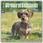 Not Available (NA) - Dachshunds, Wirehaired 2017 Calendar