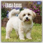 BrownTrout Publisher, Not Available (NA) - Lhasa Apsos 2017 Calendar