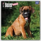 Not Available (NA) - Boxer Puppies 2017 Calendar
