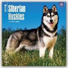 Not Available (NA) - Siberian Huskies 2017 Calendar