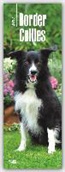 Border Collies 2017