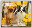 Not Available (NA) - Chihuahuas, for the Love of 2017 Calendar
