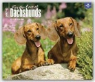 Not Available (NA) - Dachshunds, for the Love of 2017 Calendar