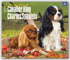 For the Love of Cavalier King Charles Spaniels 2017
