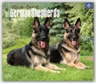 Not Available (NA) - German Shepherds, for the Love of 2017 Calendar