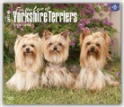 Not Available (NA) - Yorkshire Terriers, for the Love of 2017 Calendar