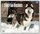 Not Available (NA) - Siberian Huskies, for the Love of 2017 Calendar