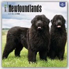 Not Available (NA) - Newfoundlands 2017 Calendar