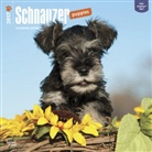 Not Available (NA) - Schnauzer Puppies 2017 Calendar