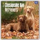 Not Available (NA) - Chesapeake Bay Retrievers 2017 Calendar
