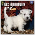 Not Available (NA) - West Highland White Terrier Puppies 2017 Calendar