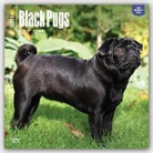 Not Available (NA) - Pugs, Black 2017 Calendar