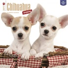 BrownTrout Publisher, Not Available (NA) - Chihuahua Puppies 2017 Calendar