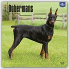 Not Available (NA) - Dobermans 2017 Calendar