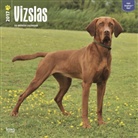 Not Available (NA) - Vizslas 2017 Calendar