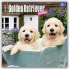Inc Browntrout Publishers, Not Available (NA) - Golden Retriever Puppies 2017 Calendar