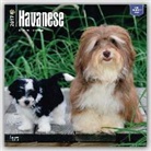 Not Available (NA) - Havanese 2017 Calendar