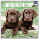 Not Available (NA) - Chocolate Labrador Retriever Puppies 2017 Calendar