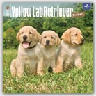 BrownTrout Publisher, Not Available (NA) - Labrador Retriever Puppies, Yellow 2017 Calendar