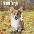 Not Available (NA) - Welsh Corgis 2017 Calendar