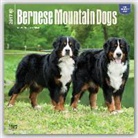 Not Available (NA) - Bernese Mountain Dogs 2017 Calendar