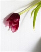 Celine Marchbank - Tulip