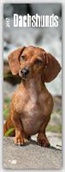 Dachshunds - Dackel 2017
