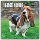Not Available (NA) - Basset Hounds 2017 Calendar