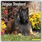 Avonside Publishing Ltd. - Belgian Shepherd Dog Calendar 2017