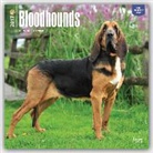BrownTrout Publisher, Not Available (NA) - Bloodhounds 2017 Calendar