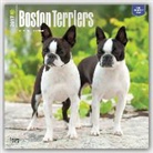 Not Available (NA) - Boston Terriers 2017 Calendar