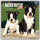 Not Available (NA) - Boston Terrier Puppies 2017 Calendar
