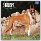BrownTrout Publisher, Not Available (NA) - Boxers 2017 Calendar