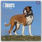 Boxers International Boxer 2017 18 M
