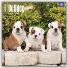 Not Available (NA) - Bulldog Puppies 2017 Calendar