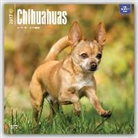 Inc Browntrout Publishers, Not Available (NA) - Chihuahuas 2017 Calendar