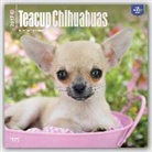 Not Available (NA) - Chihuahuas, Teacup 2017 Calendar