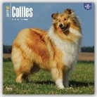 Not Available (NA) - Collies 2017 Calendar