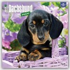 Not Available (NA) - Dachshund Puppies 2017 Calendar
