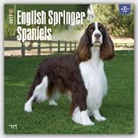 Not Available (NA) - English Springer Spaniels 2017 Calendar