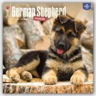 Not Available (NA) - German Shepherd Puppies 2017 Calendar