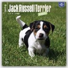 Jack Russell Terrier Puppies - Jack Russell Terrier Welpen 2017 - 18-Monatskalender mit freier DogDays-App