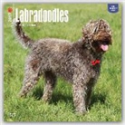 Not Available (NA) - Labradoodles 2017 Calendar