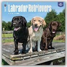 Not Available (NA) - Labrador Retrievers 2017 Calendar
