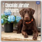 Inc Browntrout Publishers, Not Available (NA) - Labrador Retrievers, Chocolate 2017 Calendar