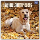 Not Available (NA) - Labrador Retrievers, Yellow 2017 Calendar