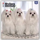 Not Available (NA) - Maltese 2017 Calendar