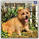 Not Available (NA) - Norfolk Terriers 2017 Calendar